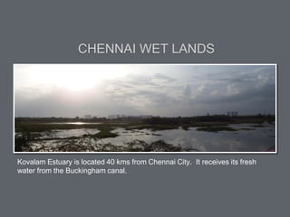 Kovalam Estuary is located 40 kms from Chennai City. It receives its fresh
water from the Buckingham canal.
CHENNAI WET LANDS
 