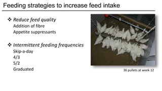 Can rearing feeding strategies improve the laying performance of ...