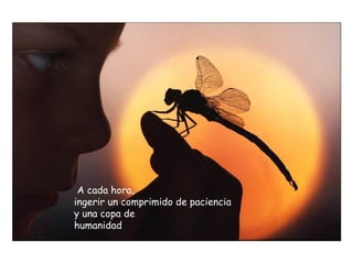 A cada hora,  ingerir un comprimido de paciencia  y una copa de humanidad 