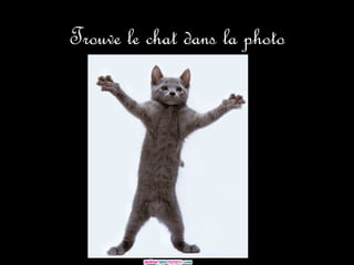 Cherchez Le Chat
