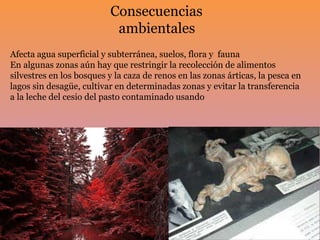 Afecta agua superficial y subterránea, suelos, flora y fauna
En algunas zonas aún hay que restringir la recolección de alimentos
silvestres en los bosques y la caza de renos en las zonas árticas, la pesca en
lagos sin desagüe, cultivar en determinadas zonas y evitar la transferencia
a la leche del cesio del pasto contaminado usando
Consecuencias
ambientales
 