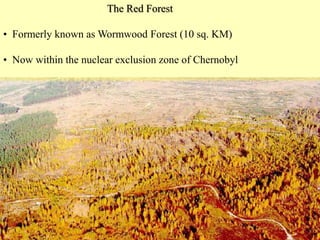 The Red Forest
• Formerly known as Wormwood Forest (10 sq. KM)
• Now within the nuclear exclusion zone of Chernobyl
 