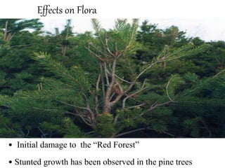 Effects on Flora
• Initial damage to the “Red Forest”
• Stunted growth has been observed in the pine trees
 