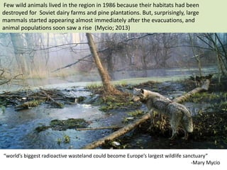 Few wild animals lived in the region in 1986 because their habitats had been
destroyed for Soviet dairy farms and pine plantations. But, surprisingly, large
mammals started appearing almost immediately after the evacuations, and
animal populations soon saw a rise (Mycio; 2013)
“world’s biggest radioactive wasteland could become Europe’s largest wildlife sanctuary”
-Mary Mycio
 