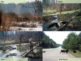 Elks Eagles
Deer Wild Boars
 