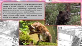 Чернобыльская катастрофа — самая тяжелая техногенная
авария в истории человечества. Сегодня практически
везде, кроме самых загрязненных территорий, уровень
радиации соответствует норме. Воздействие на флору и
фауну было отмечено только в пределах ЧАЭС.
В настоящее время природа в зоне отчуждения полностью
ожила. В лесах вокруг Припяти можно встретить лосей,
волков, лисиц, кабанов и даже рысь.
 