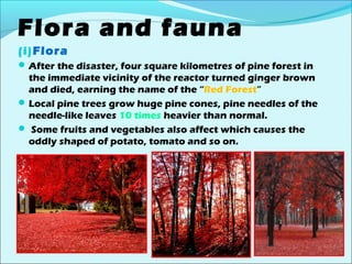 Flora and fauna 
(i)Flora 
After the disaster, four square kilometres of pine forest in 
the immediate vicinity of the reactor turned ginger brown 
and died, earning the name of the “Red Forest” 
Local pine trees grow huge pine cones, pine needles of the 
needle-like leaves 10 times heavier than normal. 
 Some fruits and vegetables also affect which causes the 
oddly shaped of potato, tomato and so on. 
 