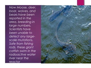Now Moose, deer,
boar, wolves, and
bears have been
reported in the
area, breeding in
large numbers.
Scientists have
been unable to
detect any large-
scale mutations.
Safe from fishing
rods, these giant
catfish swim in the
radioactive water
river near the
reactor
34
 