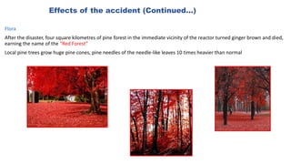 Effects of the accident (Continued…)
Flora
After the disaster, four square kilometres of pine forest in the immediate vicinity of the reactor turned ginger brown and died,
earning the name of the “Red Forest”
Local pine trees grow huge pine cones, pine needles of the needle-like leaves 10 times heavier than normal
 