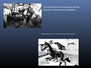 Под воздействием радиации яблоки
выросли невероятных размеров
Жеребёнок с пятью конечностямиЖеребёнок с пятью конечностями
 