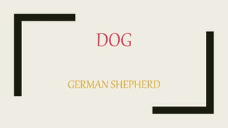DOG
GERMAN SHEPHERD
 