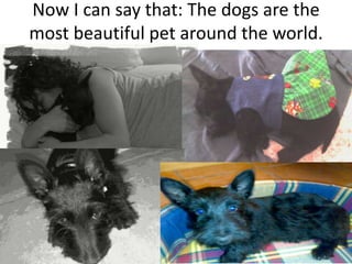 Now I can say that: The dogs are the most beautiful pet around the world.