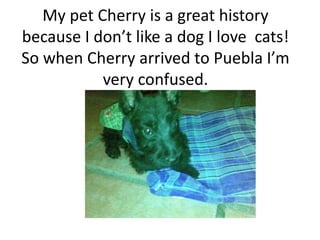 My pet Cherry is a great history because I don’t like a dog I love  cats! So when Cherry arrived to Puebla I’m very confused. 