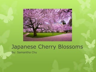 Japanese Cherry Blossoms
By: Samantha Chu
 