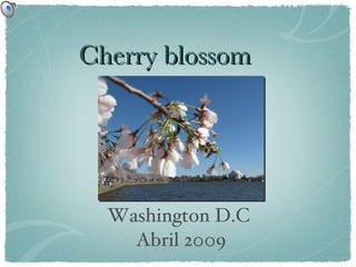 Cherry blossom ,[object Object],[object Object]