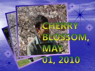Cherry Blossom, May 01, 2010 