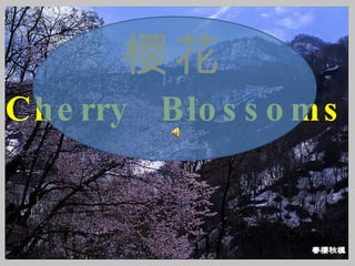 樱花 Cherry  Blossoms 