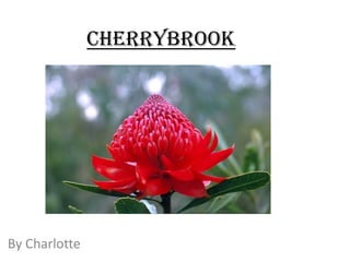 Cherrybrook

By Charlotte

 