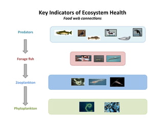 The Ecology of Forage Fish in the Salish Sea | PDF