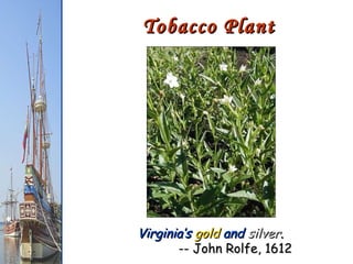 Tobacco Plant Virginia’s  gold  and  silver .   -- John Rolfe, 1612 