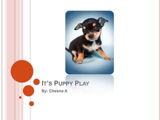 IT’S PUPPY PLAY
By: Chesna A
 