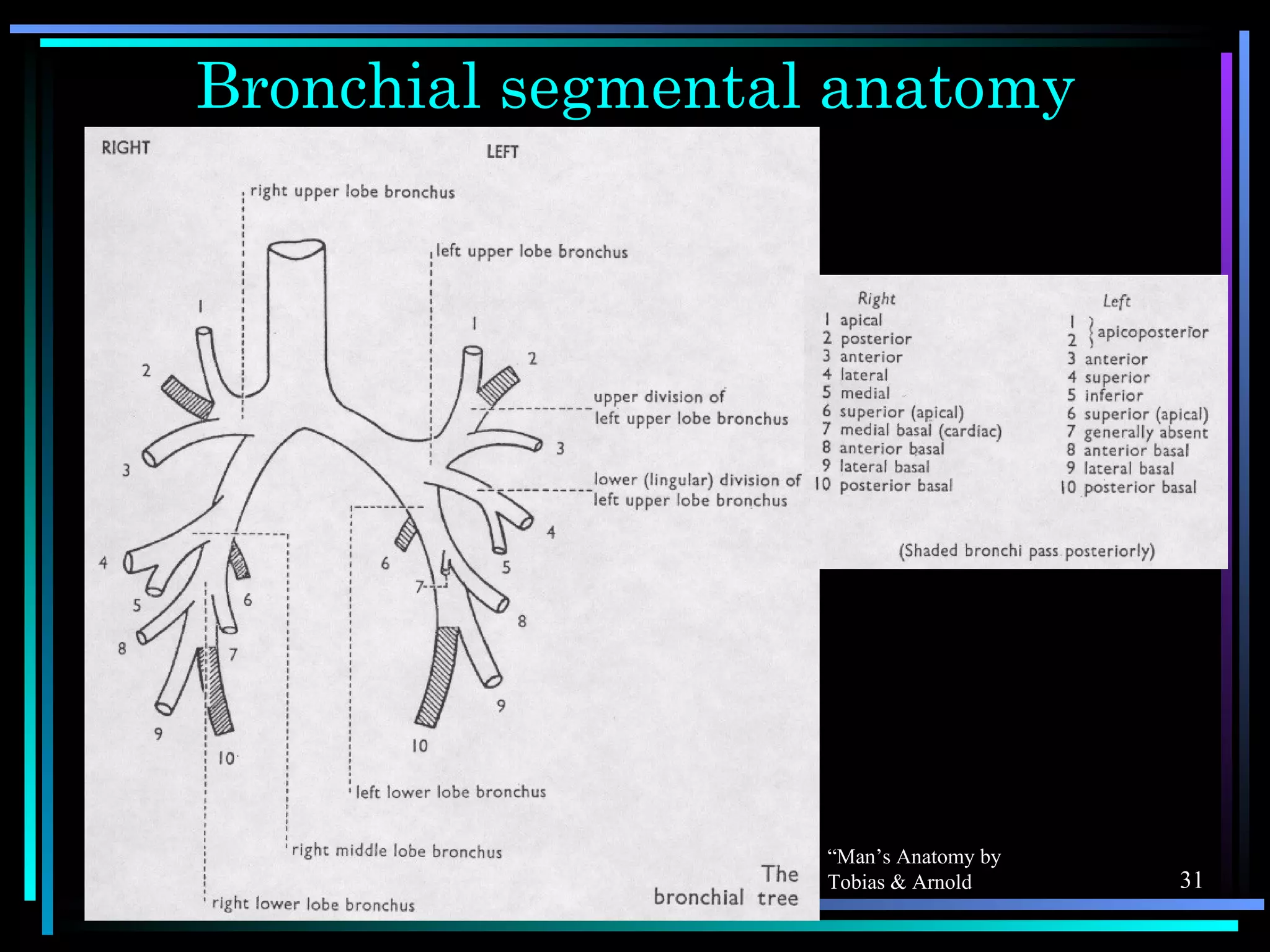 Chest X-ray anatomy | PPS