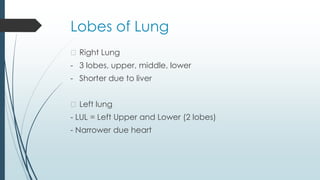 Lobes of Lung
� Right Lung
- 3 lobes, upper, middle, lower
- Shorter due to liver
� Left lung
- LUL = Left Upper and Lower (2 lobes)
- Narrower due heart
 