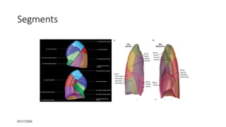 Segment Inferior chest anatomy is a core for understanding of lung disease | PPTX