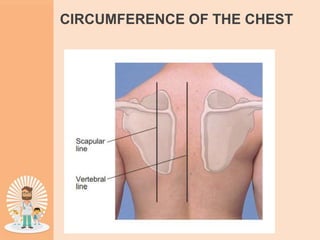 CIRCUMFERENCE OF THE CHEST
 