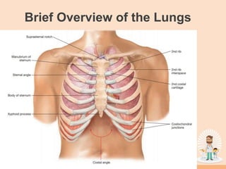 Brief Overview of the Lungs
 