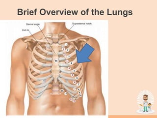 Brief Overview of the Lungs
 