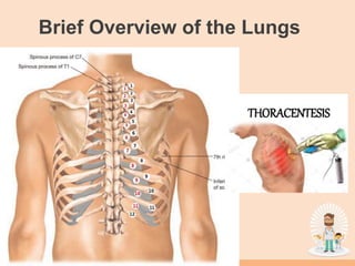 Brief Overview of the Lungs
 