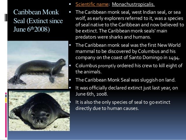 caribbean monk seal essay Distribution and abundance of the extinct caribbean monk seal (monachus tropicalis), this study reconstructed the population size,. caribbean monk seal essay Distribution and abundance of the extinct caribbean monk seal (monachus tropicalis), this study reconstructed the population size,.