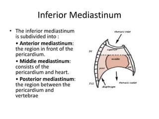 Inferior MediastinumThe inferior mediastinum is subdivided into :	• Anterior mediastinum: the region in front of the pericardium.	• Middle mediastinum: consists of the pericardium and heart.	• Posterior mediastinum: the region between the pericardium and vertebrae