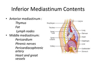 Inferior Mediastinum ContentsAnterior mediastinum :Thymus		Fat		 Lymph nodesMiddle mediastinum:PericardiumPhrenic nervesPericardiacophrenic 	artery		Heart and great 	vessels