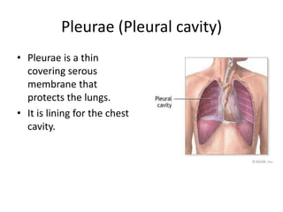 Pleurae (Pleural cavity)Pleurae is a thin covering serous membrane that protects the lungs.It is lining for the chest cavity.