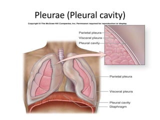Pleurae (Pleural cavity)