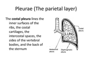 Pleurae (The parietal layer)The costal pleura lines the inner surfaces of the ribs, the costal cartilages, the intercostal spaces, the sides of the vertebral bodies, and the back of the sternum