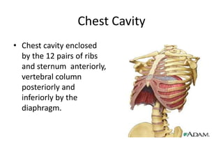 Chest CavityChest cavity enclosed by the 12 pairs of ribs and sternum  anteriorly, vertebral column posteriorly and inferiorly by the diaphragm.