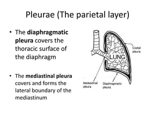 Pleurae (The parietal layer)The diaphragmatic pleura covers the thoracic surface of the diaphragmThe mediastinal pleura covers and forms the lateral boundary of the mediastinum