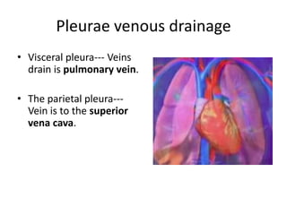 Pleurae venous drainage Visceral pleura--- Veins drain is pulmonary vein.The parietal pleura--- Vein is to the superior vena cava.