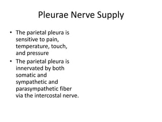 Pleurae Nerve Supply The parietal pleura is sensitive to pain, temperature, touch, and pressureThe parietal pleura is innervated by both somatic and sympathetic and parasympathetic fiber via the intercostal nerve. 