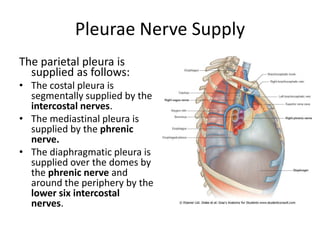 Pleurae Nerve Supply The parietal pleura is supplied as follows:The costal pleura is segmentally supplied by the intercostal nerves.The mediastinal pleura is supplied by the phrenic nerve.The diaphragmatic pleura is supplied over the domes by the phrenic nerve and around the periphery by the lower six intercostal nerves.