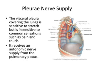 Pleurae Nerve Supply The visceral pleura covering the lungs is sensitive to stretch but is insensitive to common sensations such as pain and touch.It receives an autonomic nerve supply from the pulmonary plexus.