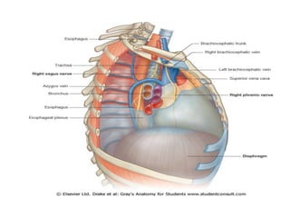 Chest Cavity