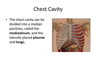 Chest CavityThe chest cavity can be divided into a median partition, called the mediastinum, and the laterally placed pleurae and lungs.