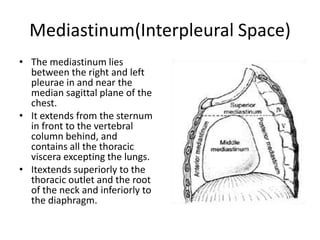 Mediastinum(Interpleural Space)The mediastinum lies between the right and left pleurae in and near the median sagittal plane of the chest. It extends from the sternum in front to the vertebral column behind, and contains all the thoracic viscera excepting the lungs.Itextends superiorly to the thoracic outlet and the root of the neck and inferiorly to the diaphragm.