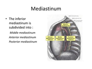 MediastinumThe inferior mediastinum is subdivided into :Middle mediastinum	Anterior mediastinum	Posterior mediastinum