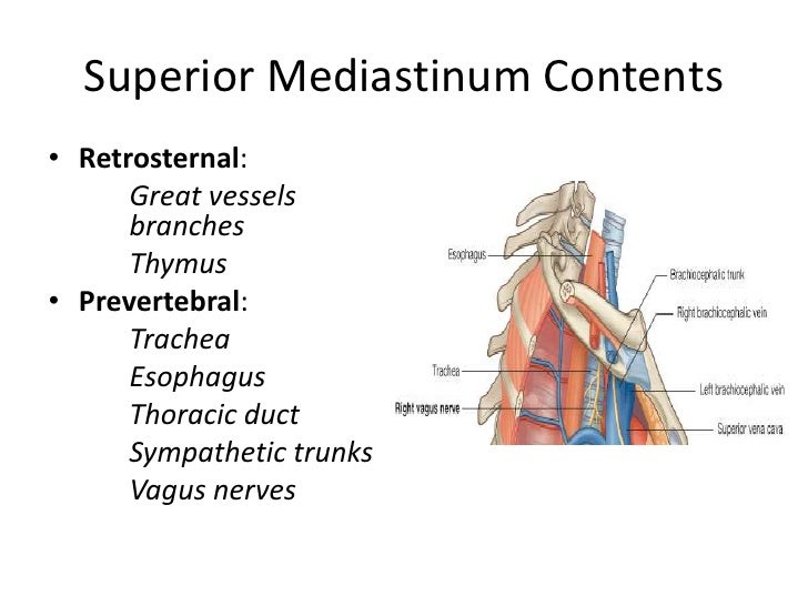 Chest Cavity