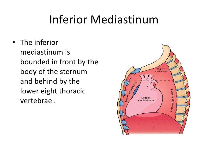 Chest Cavity Anatomy